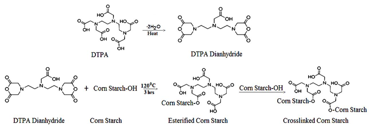 Esterification reaction of corn starch with DTPA